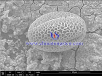 wolframtrioxid mikro kugle SEM figur-10 um